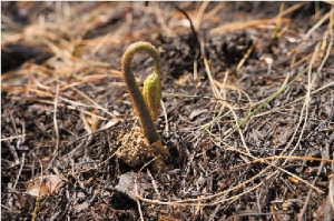 【JDB电子试玩网页版】胜负彩18017期:巴萨马竞尤文稳胆 米兰博平利物浦强取热刺(图3) JDB电子游戏官网