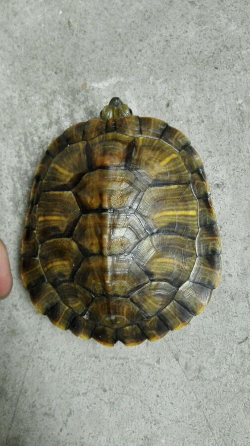 “JDB电子试玩网页版”后现代装修风格特点是什么