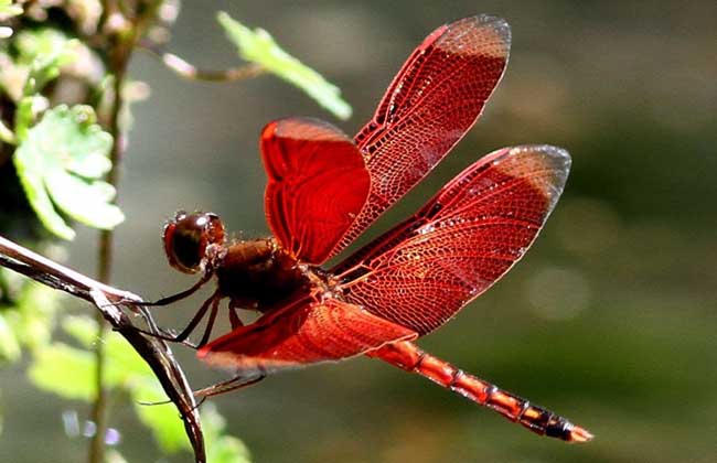 恭喜楚天都市沁园业主成功签约合建装饰【JDB电子游戏官网】